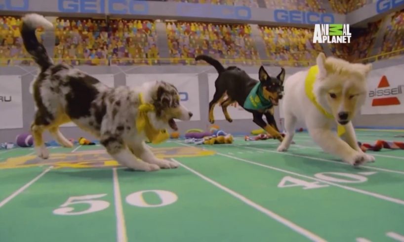 Cute puppies take part in Puppy Bowl