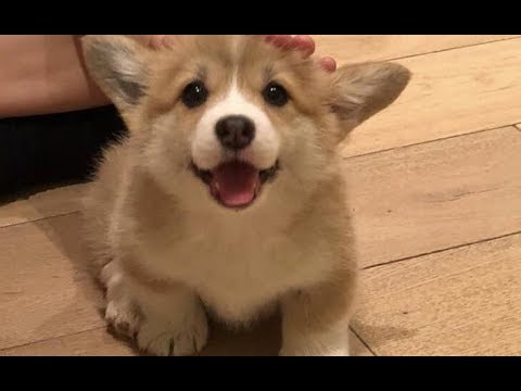 Cutest Pets Compilation - Cute And Funny Puppy Moments | Cute Puppies Doing Funny Things 2019