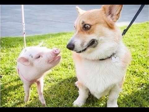 Cutest Puppies - Funny Dog Moments Try Not To Laugh | Cute Baby Dogs Funny Videos | Puppies TV