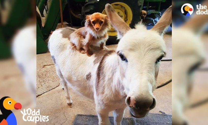 Dog Just Wants His Donkey Friend To Be Happy | The Dodo Odd Couples