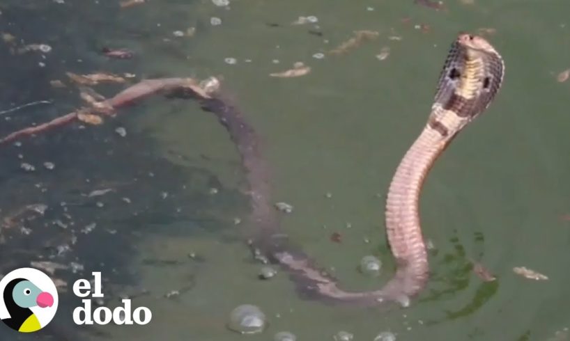 Este hombre arriesga su vida para salvar a este animal inusual | El Dodo