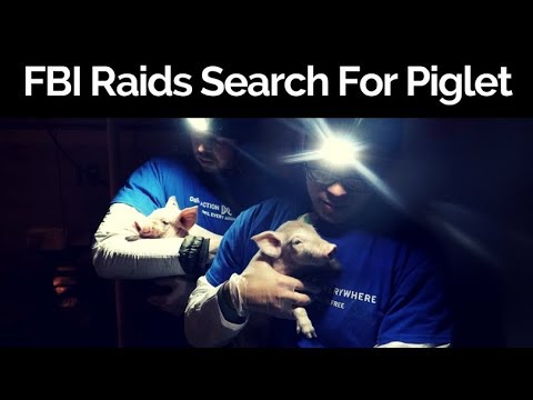 FBI Raids Animal Shelters Searching for Rescued Piglets