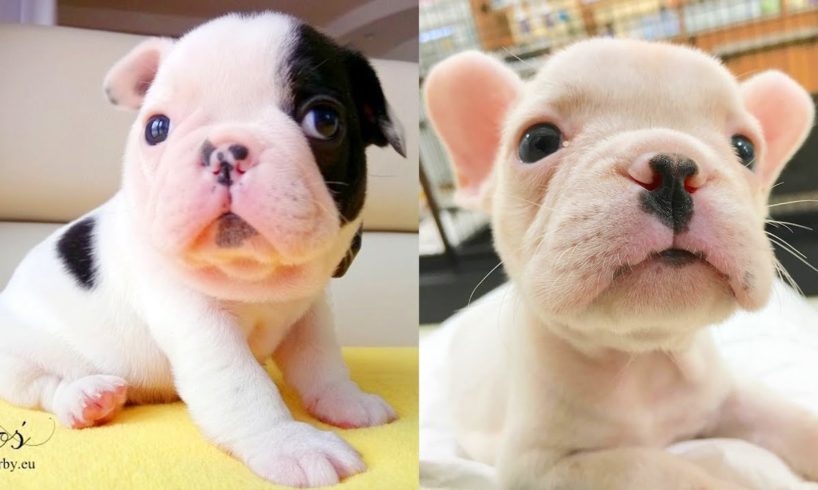 FRENCH BULLDOG PUPPIES | Funny and Cute French Bulldog Puppies Compilation # 13 | Cute pets