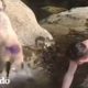 Familia en la playa encuentra una sorpresa en una cueva | El Dodo
