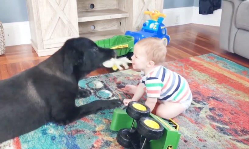 Funny Baby And Animals video 2019/2020_baby and pets video/funny videos hks#2