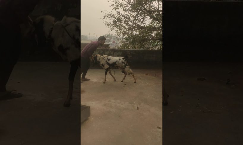 Funny Fight with Animals