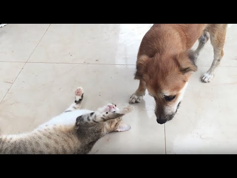 ??Funny puppies VS cute cats,Cats and Dogs Life