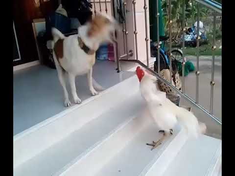 Ha ha... funny animal fight. watch till end ???