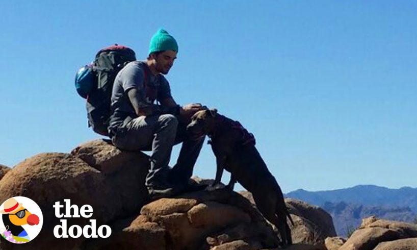 Hike With The World’s Most Resilient Pittie | The Dodo Airbnb Experiences