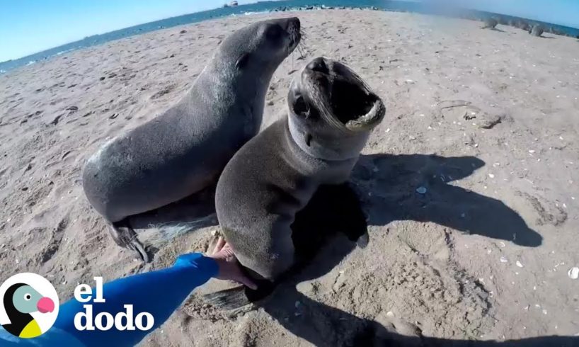 Hombre rescata todas las focas que puede en 3 minutos | El Dodo