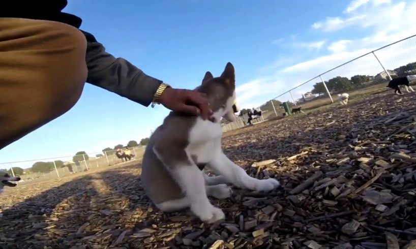 Husky Puppies - Cute Puppies