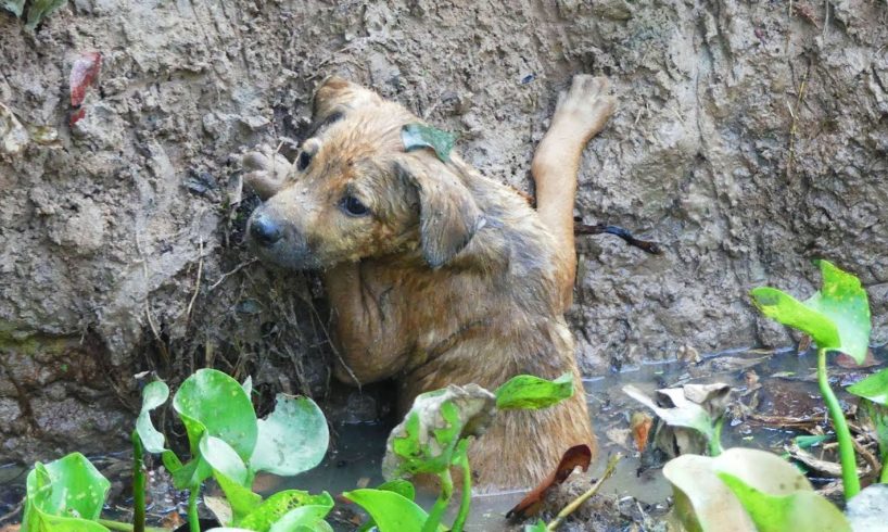 Kindly kid rescue pity puppy from the pond - Dog Rescue Videos