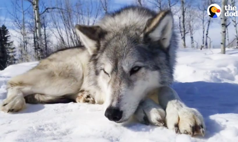 LIVE: Rescued Wolf Dogs at Yamnuska Wolfdog Sanctuary | The Dodo