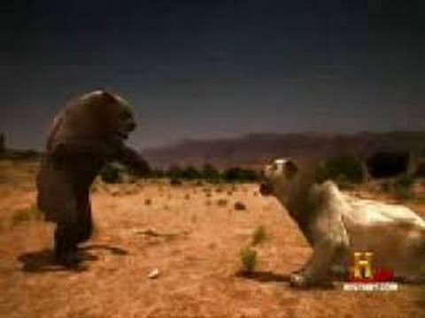 Lion vs Bear Real Fights to Death | Animal Fight | Amazing Must Watch