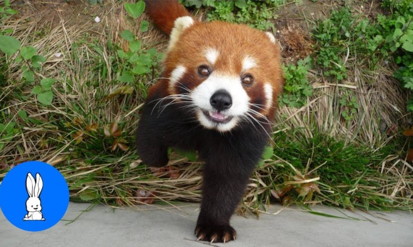 Most Adorable Red Panda - CUTEST Compilation