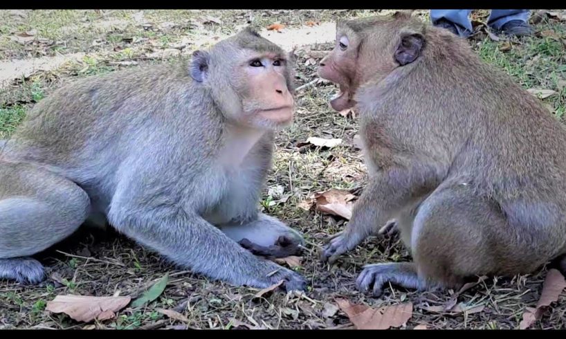 Oh my! Felix warned Sweetpea and Jack not to play with Santra, He bit them hard