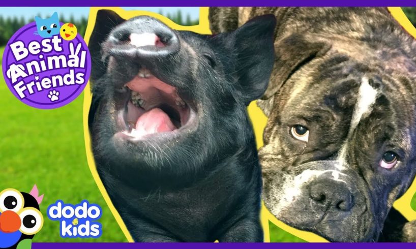 Oskar the Dad Dog Raises Cutest Baby Pig | Animal Videos For Kids | Dodo Kids: Best Animal Friends