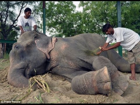 Raju The Elephant Cries Tears of Joy While Being Rescued After 50 Years Of Abuse And Chains In India