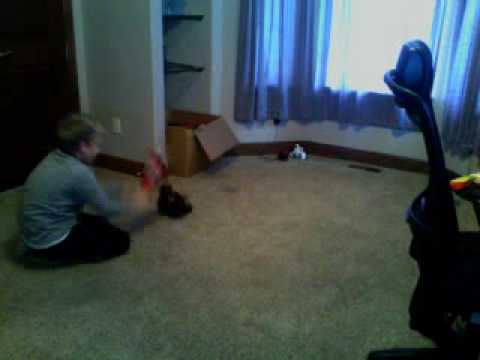 Random animal fights! Mountain Dew vs. Mugoo the monkey