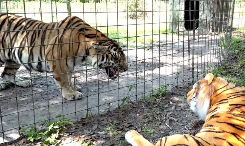 Real Tiger VS Fake Tiger