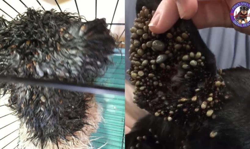 Rescue Abandoned Dog With Hundred Big Ticks in Raining Day