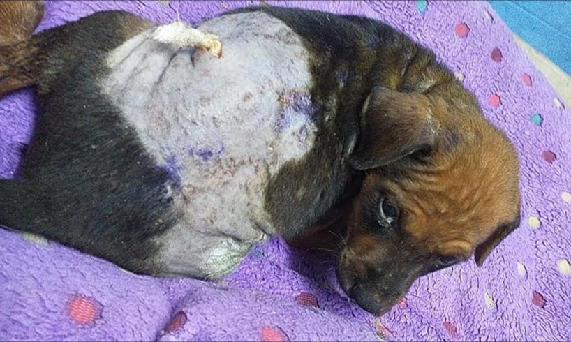 Rescue Poor Abandoned Puppies with Infected Wounds, Mange, Fleas.. | Heartbreaking