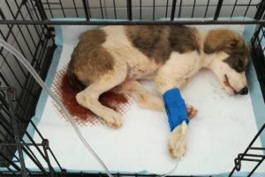 Rescue Poor Puppy Suffered Pains with PARVO Sick