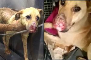 Rescue The Poor Dog with a Badly Injured Jaw | Amazing transformation