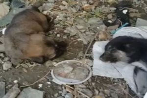 Rescued 2 Poor Little dogs Hungry at the Abandoned Port |Animal Rescue TV