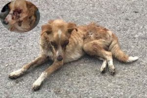 Rescued Poor blind dog, Has hundreds of Tumors on Body |Animal Rescue TV