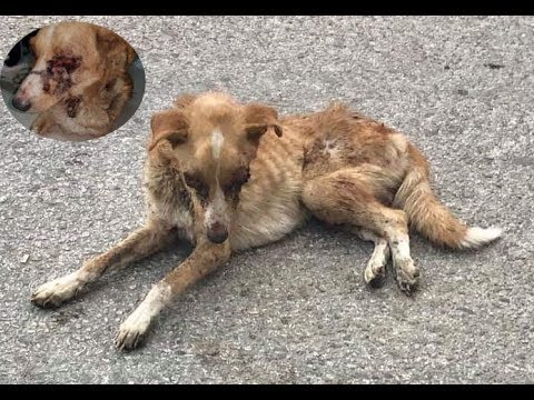 Rescued Poor blind dog, Has hundreds of Tumors on Body |Animal Rescue TV