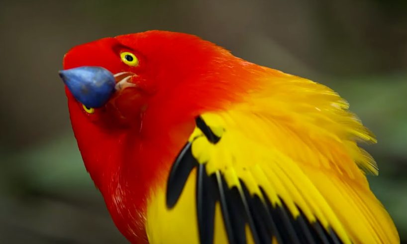 The Bowerbird's Grand Performance! | Life Story | BBC