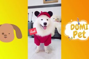 The Funniest and Cutest Samoye Dogs And Puppies Compilation #6