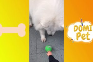 The Funniest and Cutest Samoye Dogs And Puppies Compilation #7