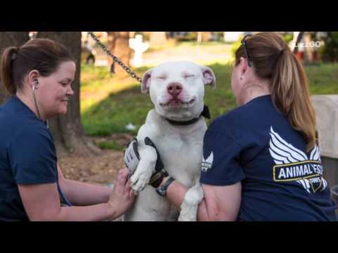 The moment 22 abandoned dogs realize they're being rescued is priceless