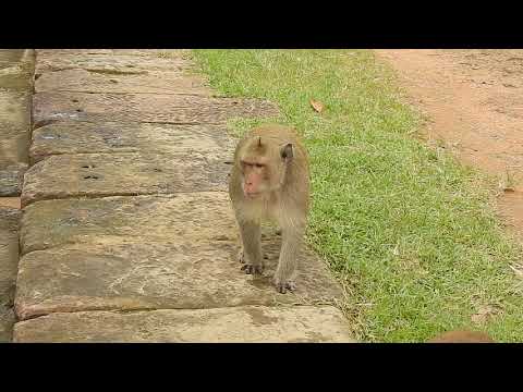 This Is Sok Monkey | The Animal TV #1