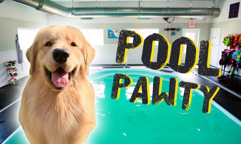 Throwing My Dog a Pool Party