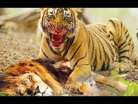 Tiger vs Lion Tiger Attack! BEST Tiger Hunting Attack Fight Lion Elephant Crocodile Leopard