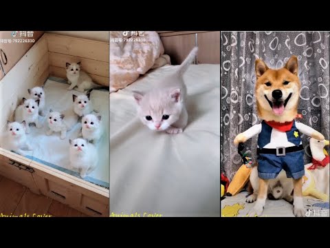 Tiktok Chinese / Douyin Cutest Puppy And Kitty Compilation 2019 #1