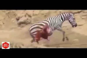 Top Amazing Animal Fights - Zebra Horse vs Crocodile