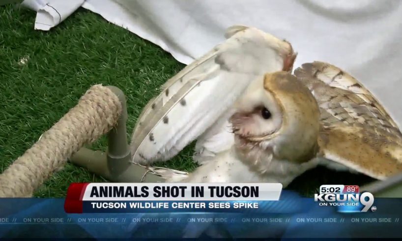 Tucson Wildlife Center prepares for an increase in rescued animals