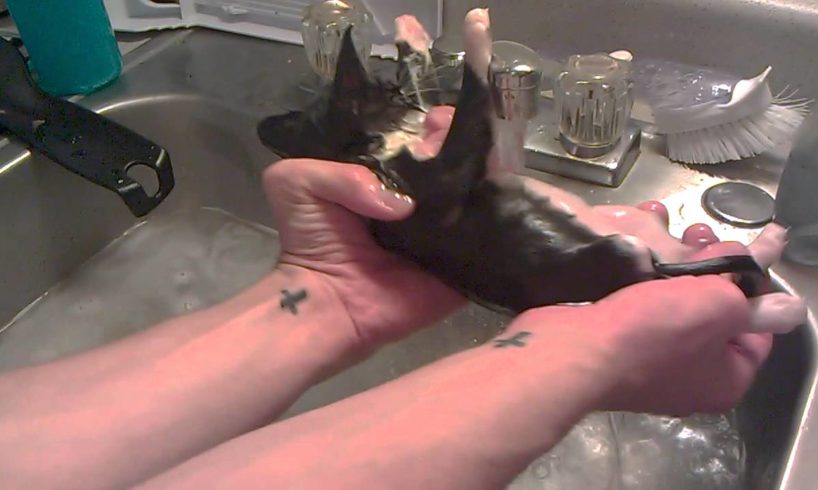 Weasel, cutest kitten ever, getting a bath!