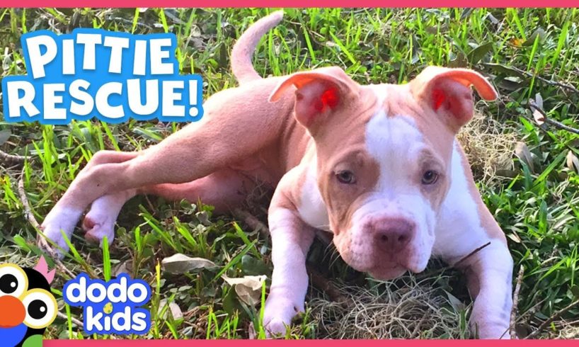 Wobbliest Little Pit Bull Puppy Is So Determined To Walk! | Animal Videos For Kids | Dodo Kids