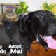 Wobbly 120-Pound Great Dane is Such a Love Bug  | The Dodo Adopt Me!