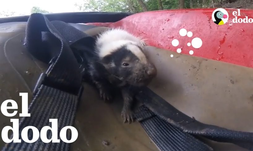 Zorrillos bebés lloran al ser reunidos con su mamá | El Dodo