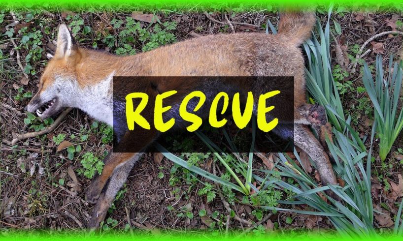 【Animal Compilation】EP15 | Top 10 How animals are rescued 2020 | Touching videos | 動物拯救隊