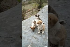 Cute puppies