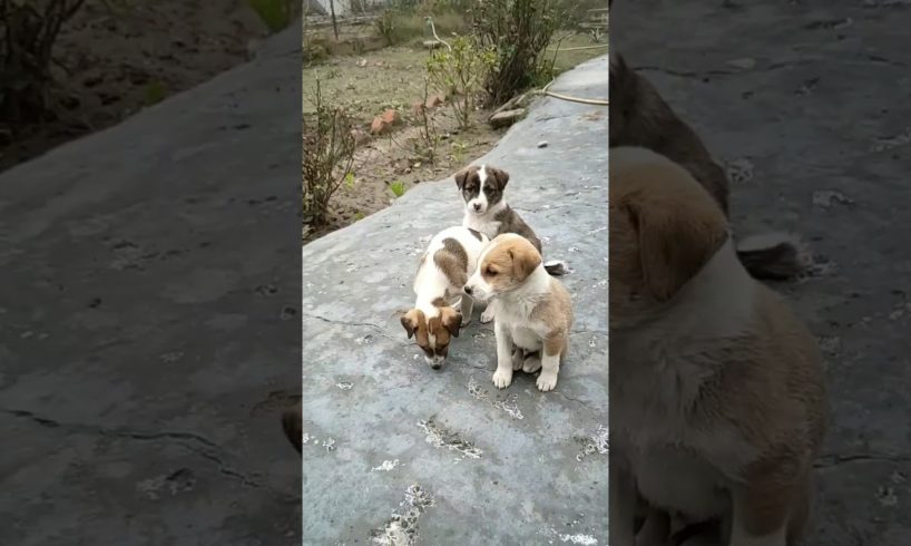 Cute puppies