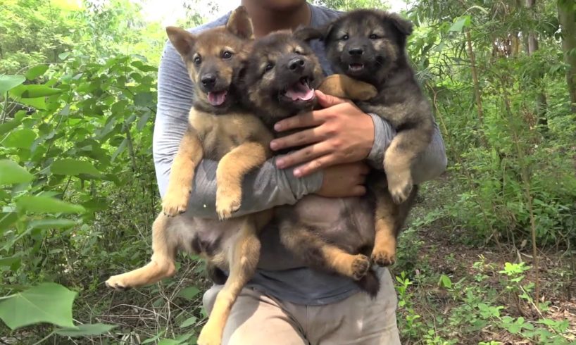 3 Cute Puppies Lost Mother.. Rescue Puppies for a New Mother