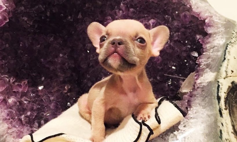 Amazing Transformation Of Tiny Bulldog With Cleft Palate after Rescued